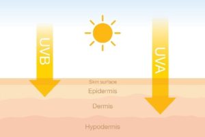 UVA rays penetrate all the way to the hypodermis and is the principal culprit of aging the skin prematurely
